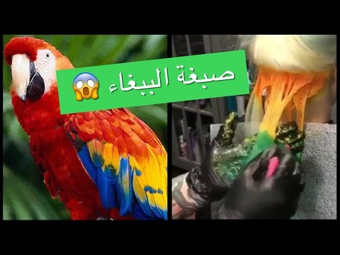 بالفيديو الببغاء أغرب صبغة شعر لاطلالة غير اعتيادية