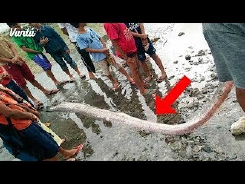 شاهد ظهور سمكة غريبة على الشواطئ