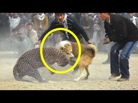 شاهد 15 حيوانًا أنقذوا حيوانات أخرى بشكل مثير للإعجاب