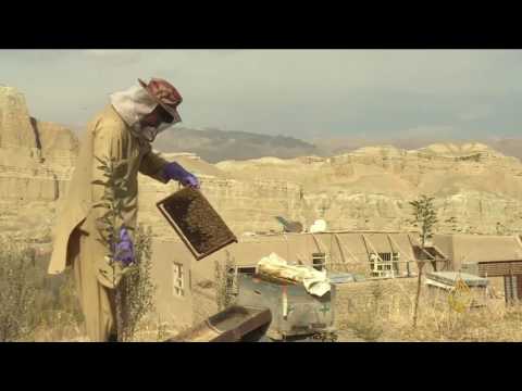 شاهد المرأة الأفغانية وشهد العسل يزيل مرار الأيام